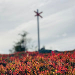 Discover the mountains & forests on their own