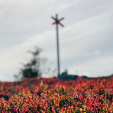 Discover the mountains & forests on their own